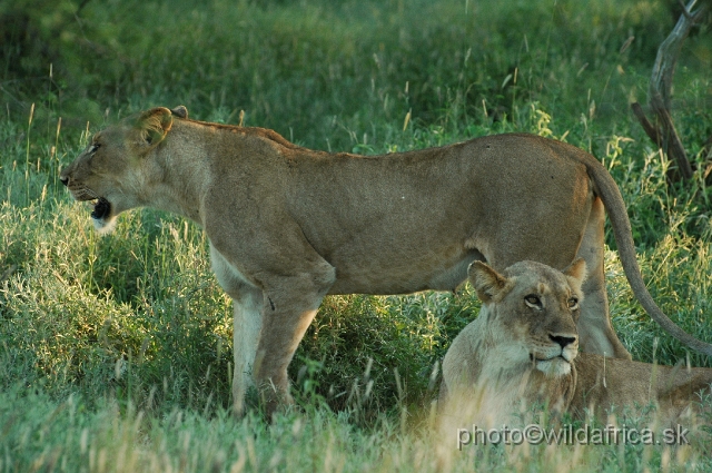 puku rsa 379.jpg - Evening encounter with eight lions near Lower Sabie camp.